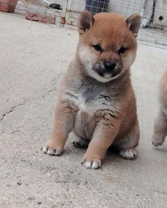Shiba inu femminuccia alta genealogia