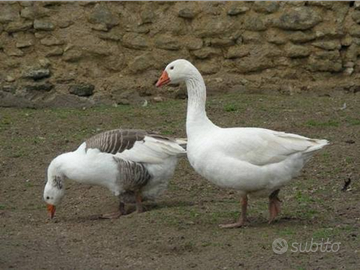 Oca maschio