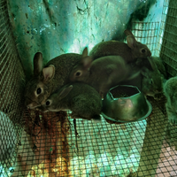 Conigli anche arieti nani