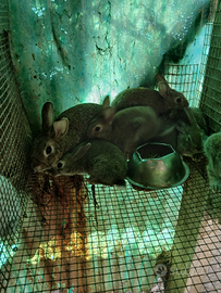 Conigli anche arieti nani