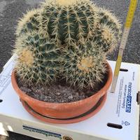 Echinocactus Grusonii 7 teste.Cuscino suocera 35cm