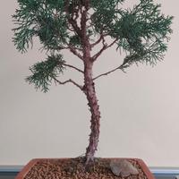 Bonsai Ginepro Chinensis Var. Kishu