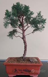 Bonsai Ginepro Chinensis Var. Kishu