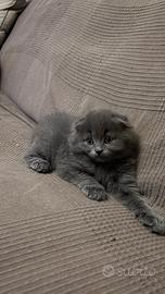 Cucciola scottish fold