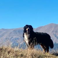 Bovaro del Bernese