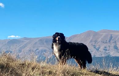Bovaro del Bernese