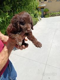 Lagotto cocker cuccioli