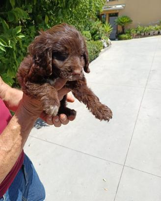 Lagotto cocker cuccioli