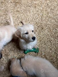 Super golden retriever