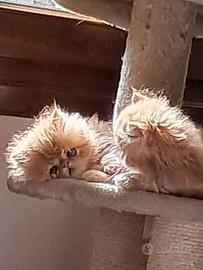 Gatti persiani pelo lungo