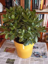  Succulente Albero di Giada 