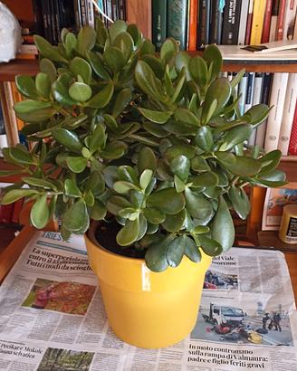  Succulente Albero di Giada 