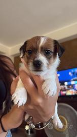 Cucciola di Jack Russel con pedigree ENCI