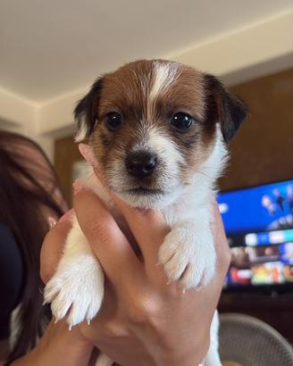 Cucciola di Jack Russel con pedigree ENCI
