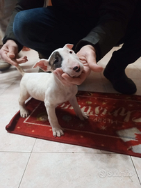 Cucciola di bull terrier inglese alta genealogia