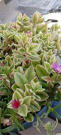Aptenia Variegata 2 Talee radicate