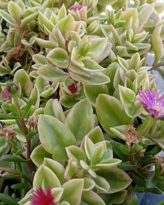 Aptenia Variegata 2 Talee radicate