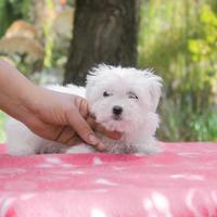 Maltese cucciola disponibile