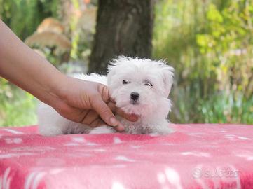 Maltese cucciola disponibile