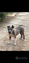 Amstaff blue nose disponibile per monte