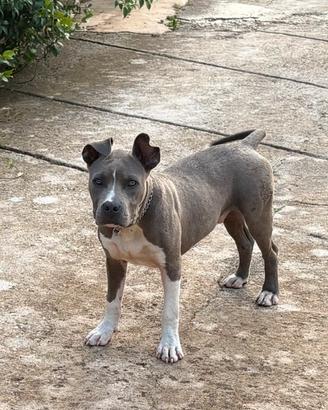 Amstaff blue nose disponibile per monte