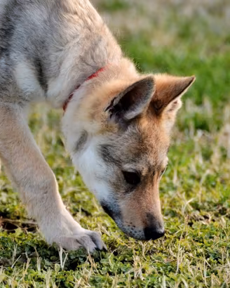Cuccioli cane lupo cecosovacco