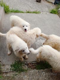 Disponibili cuccioli Pirenei Maremmano