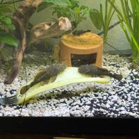 Pesci d'acquario: Ancitrus in regali