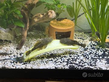Pesci d'acquario: Ancitrus in regali