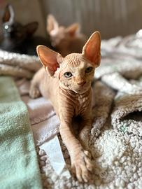 Sphynx Canadian