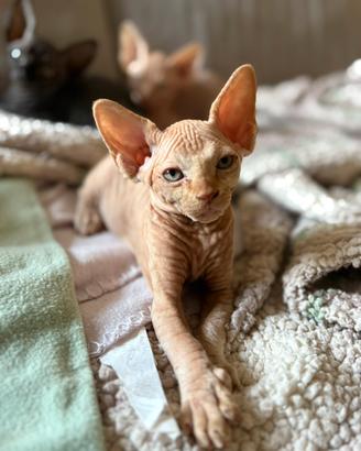 Sphynx Canadian