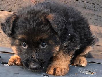 Cuccioli di pastore tedesco
