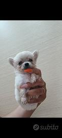 cucciola femmina di chihuahua