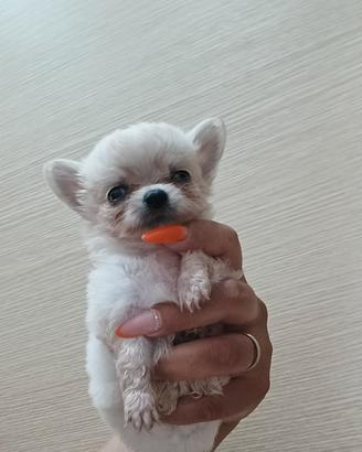 cucciola femmina di chihuahua