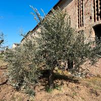 PIANTE DI ULIVO
