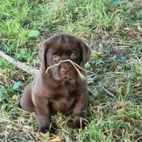 Cuccioli di Labrador Cioccolato - Alta Geneaologia