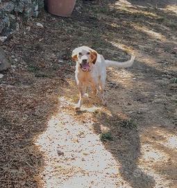 Setter inglese