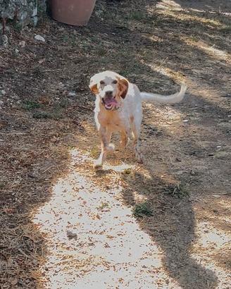 Setter inglese