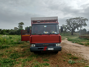 Iveco 79/14 trasporto animali vivi