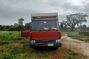 Iveco 79/14 trasporto animali vivi
