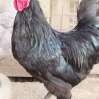 Galline