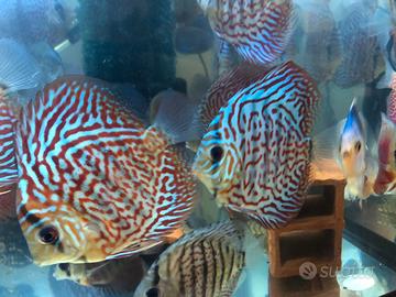 Pesci discus acquario