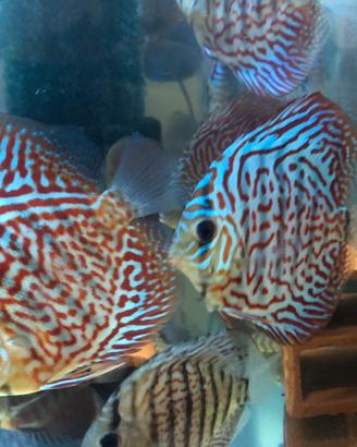 Pesci discus acquario