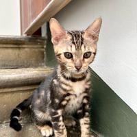 Gatto Bengala maschietto