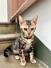 Gatto Bengala maschietto