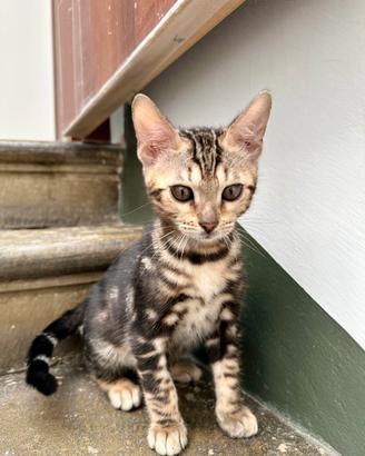 Gatto Bengala maschietto