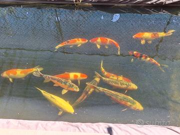 Koi doitsu