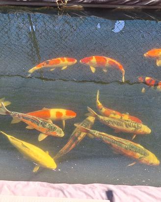 Koi doitsu