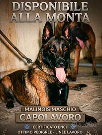Pastore belga malinois
