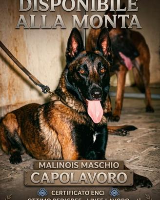 Pastore belga malinois